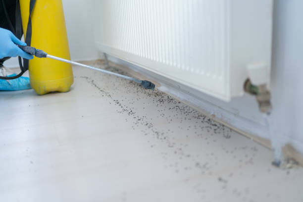 Flea Control Services in Pelahatchie, MS